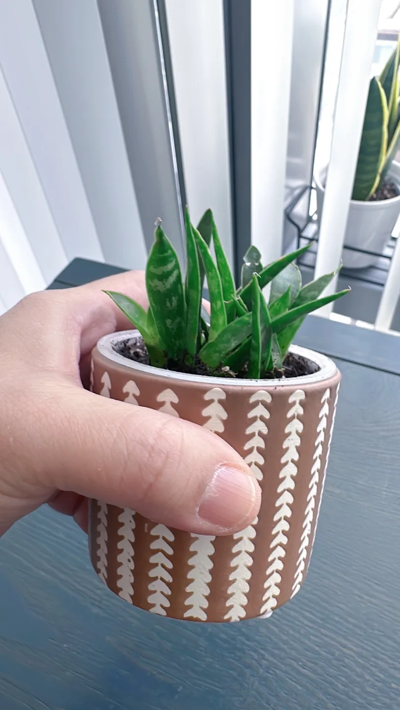 Fernwood snake plant image indicator(4)