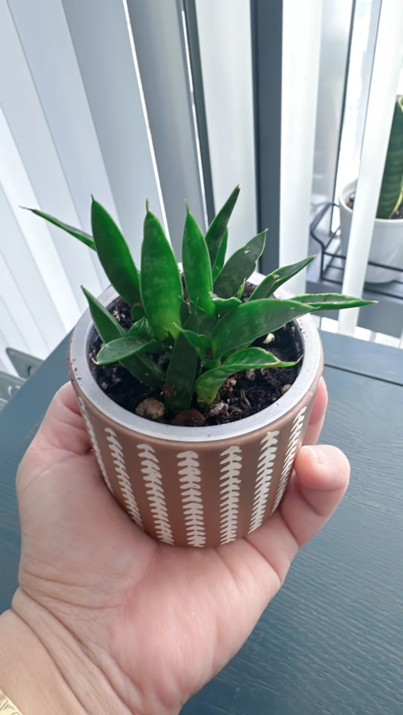 Fernwood snake plant image indicator(5)