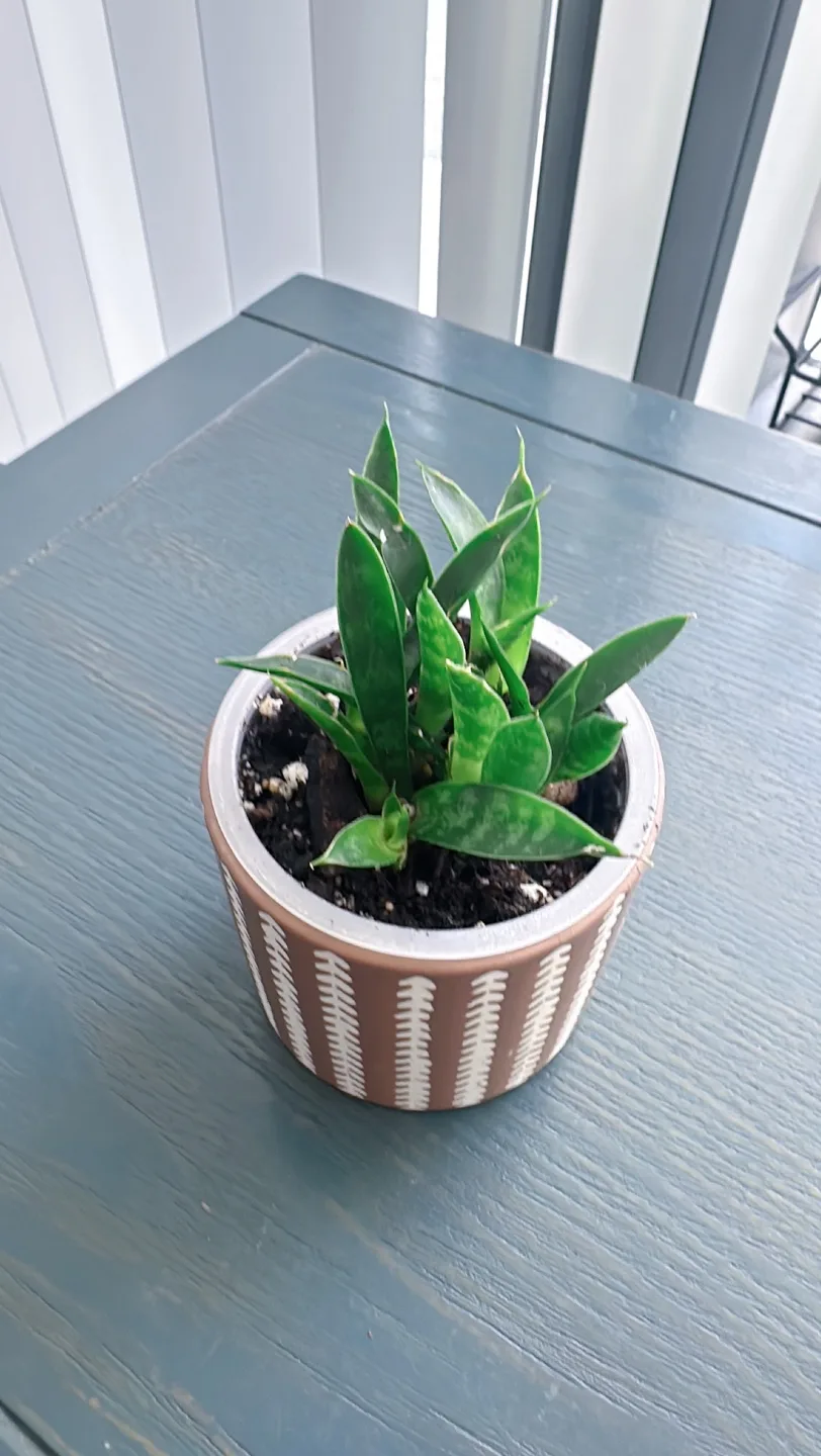 Fernwood snake plant image indicator(2)