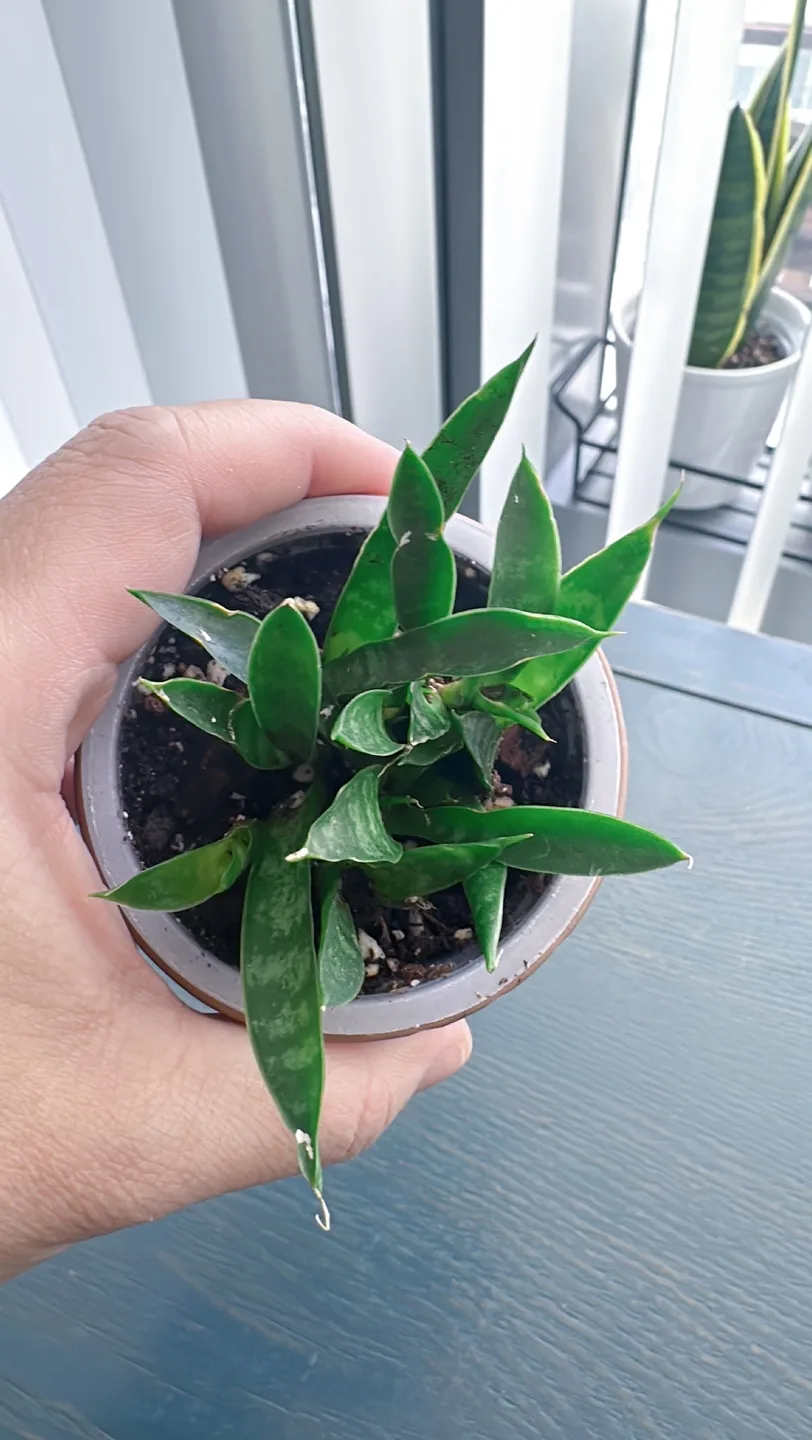 Fernwood snake plant image indicator(3)