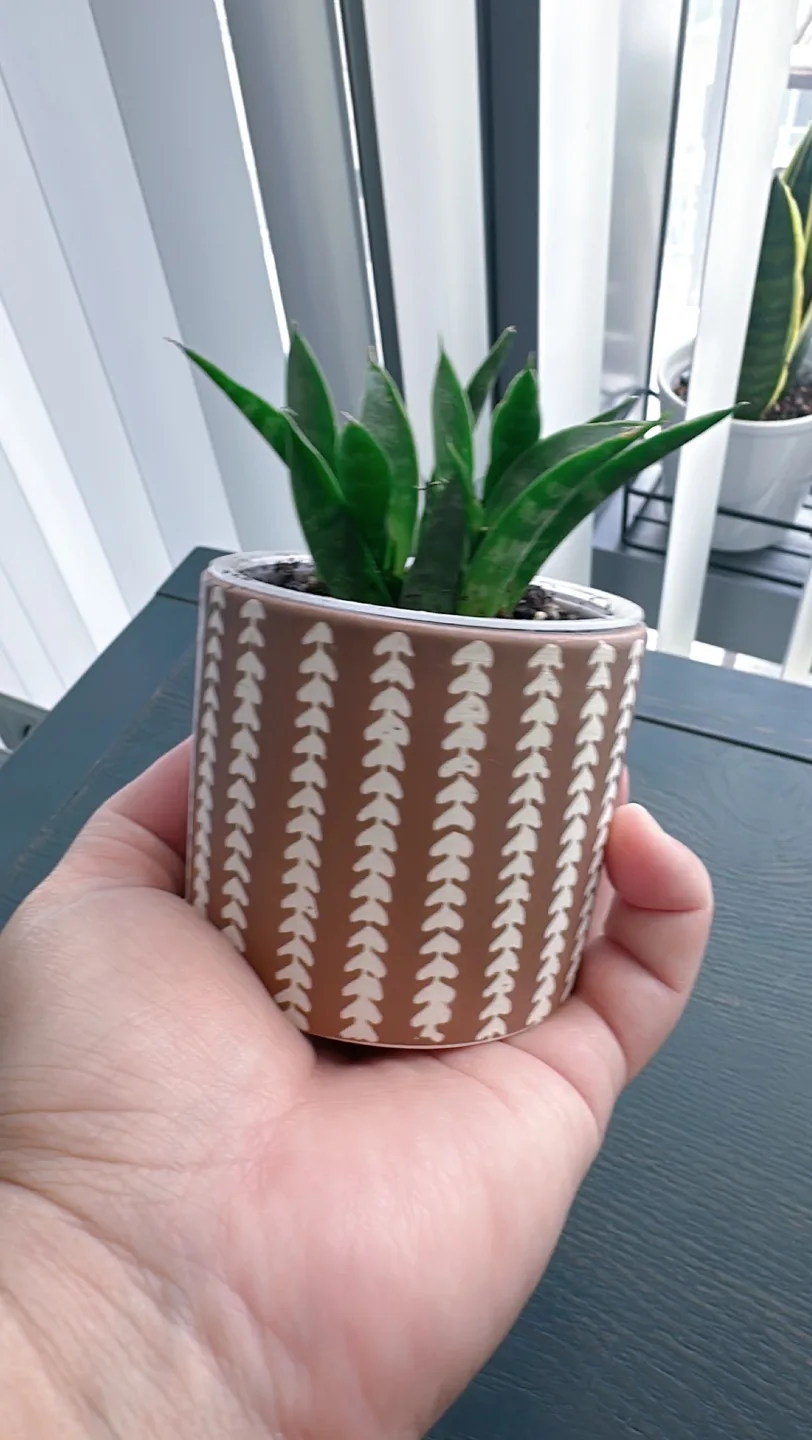 Fernwood snake plant image indicator(6)