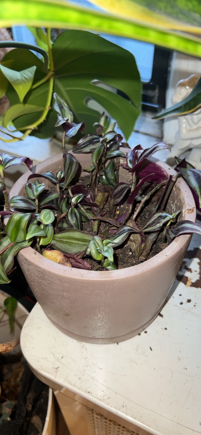 Tradescantia Nanouk Houseplant Wandering Jew