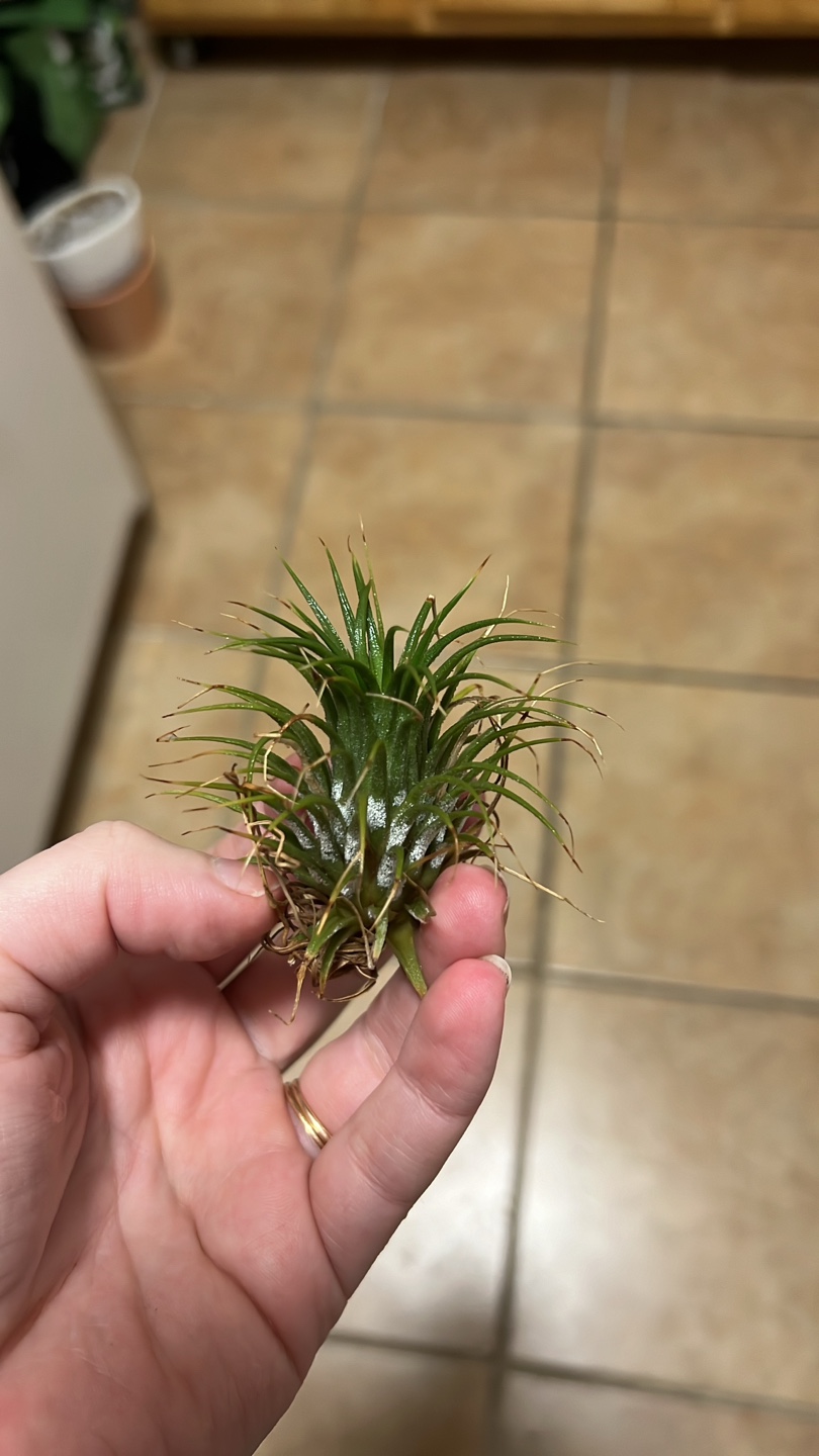 Small Air Plant