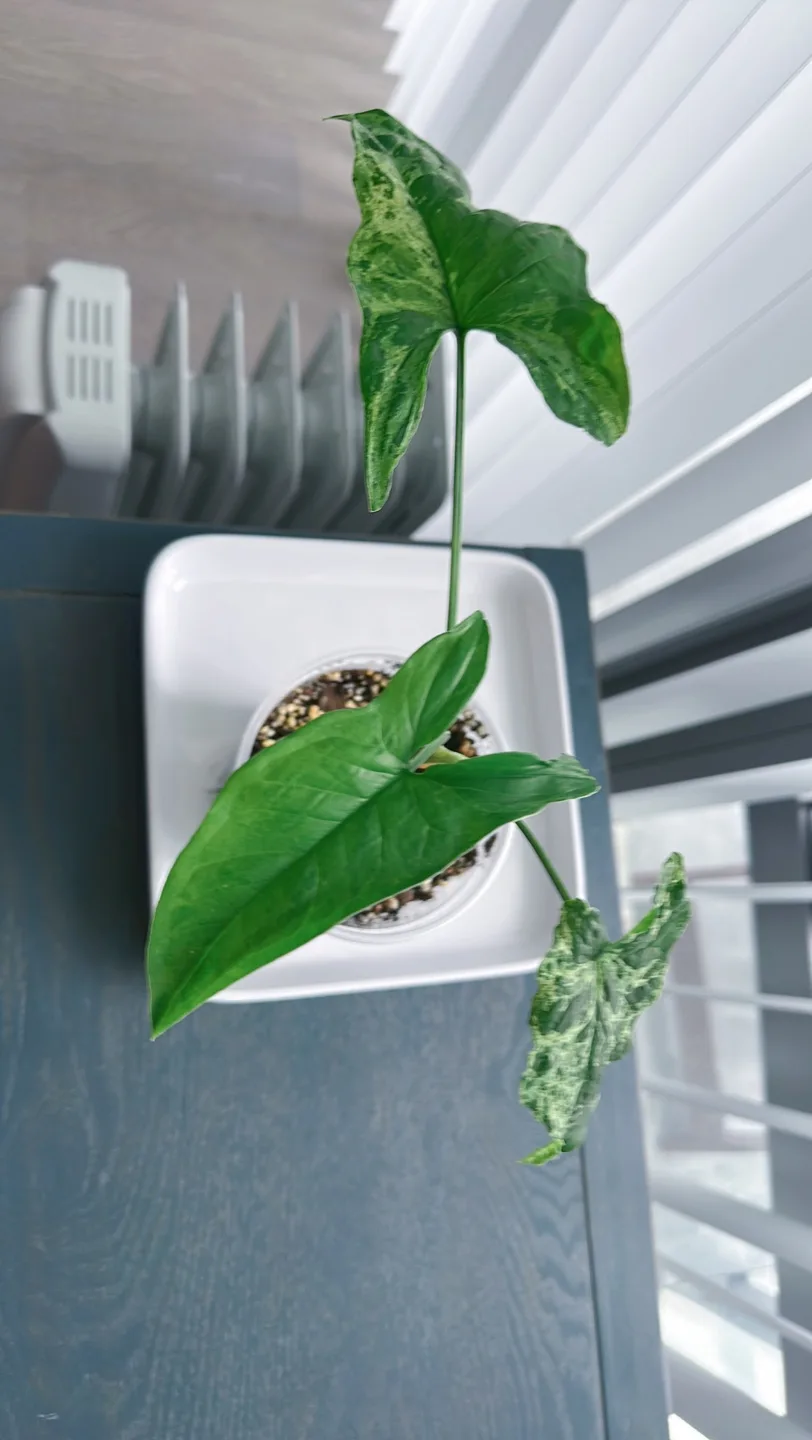 Syngonium Mojito image indicator(6)