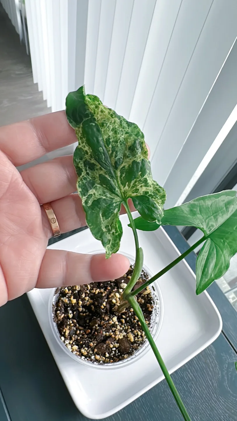 Syngonium Mojito image indicator(3)