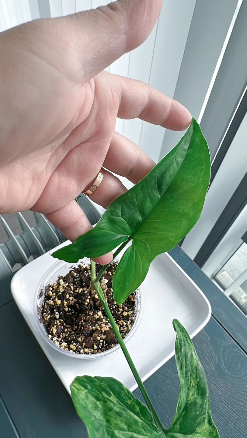 Syngonium Mojito image indicator(4)