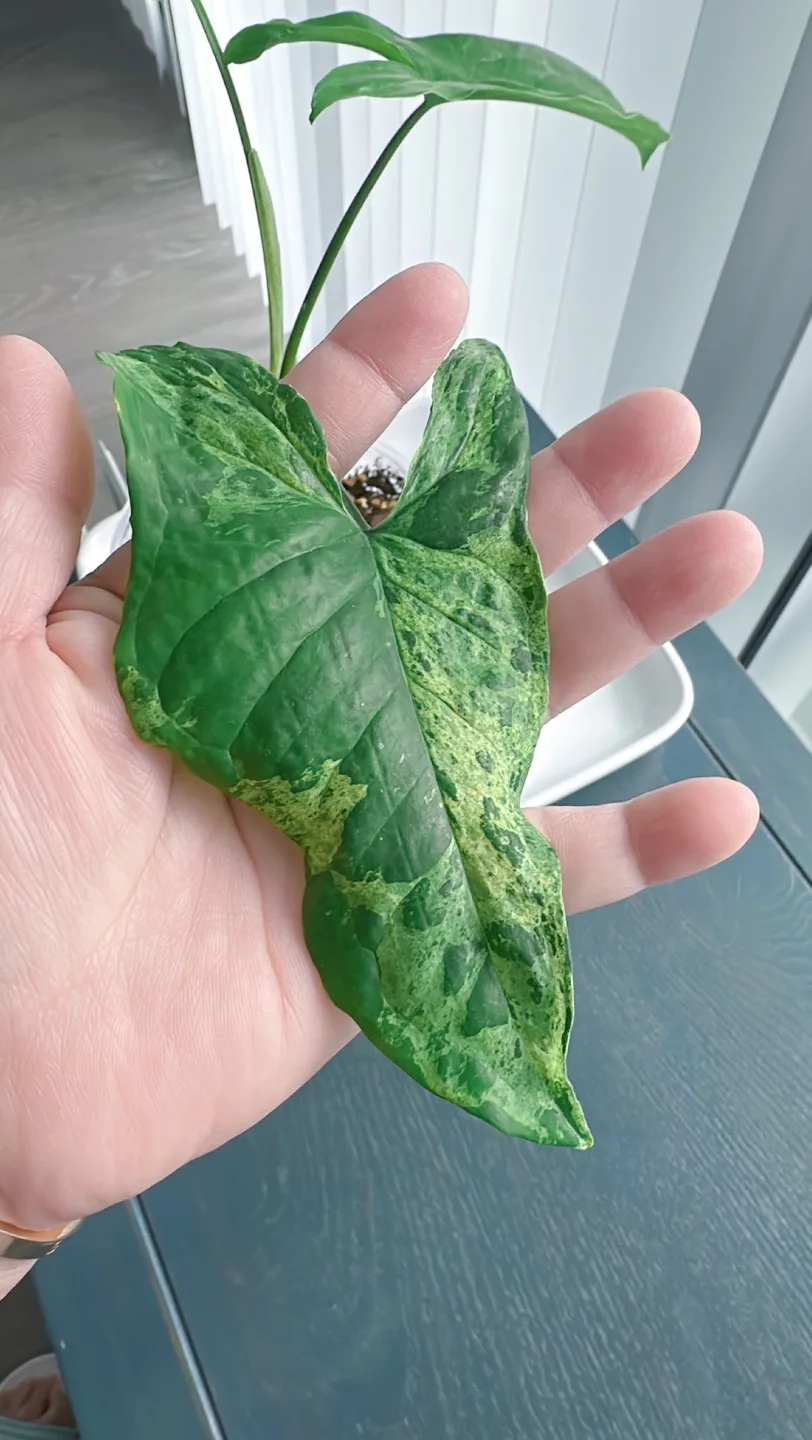 Syngonium Mojito image indicator(2)