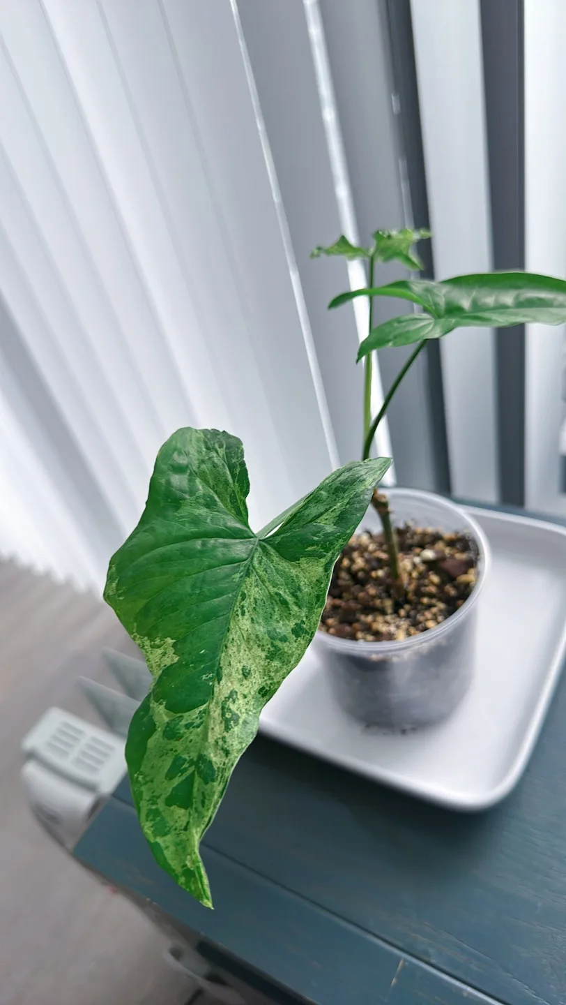 Syngonium Mojito image indicator(5)