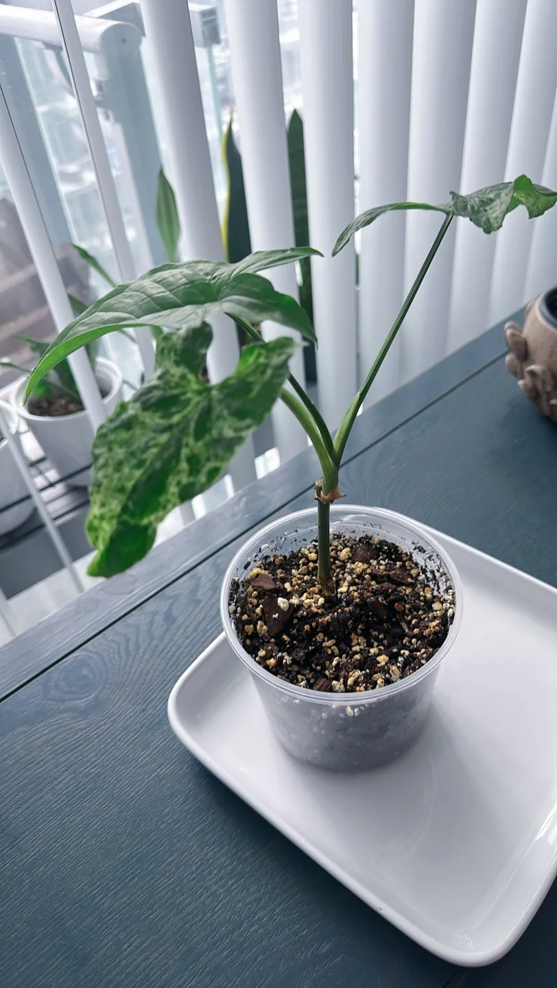 Syngonium Mojito image indicator(8)