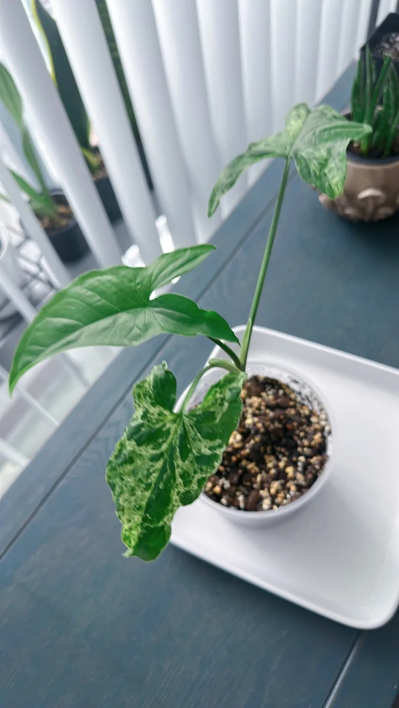 Syngonium Mojito image indicator(7)