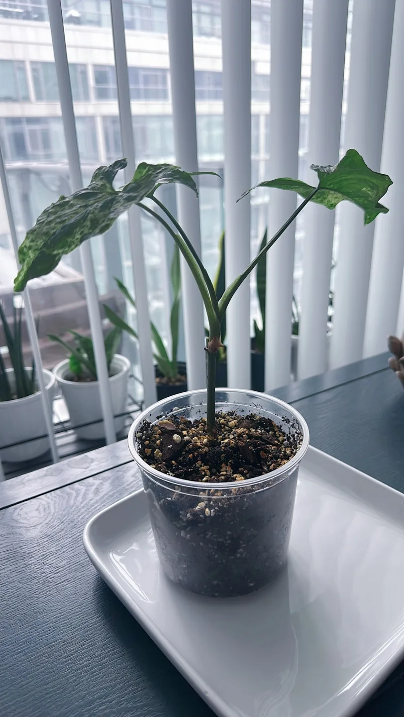 Syngonium Mojito image indicator(9)