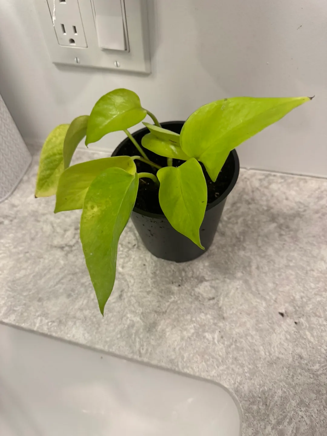Golden Pothos Plant image indicator(2)