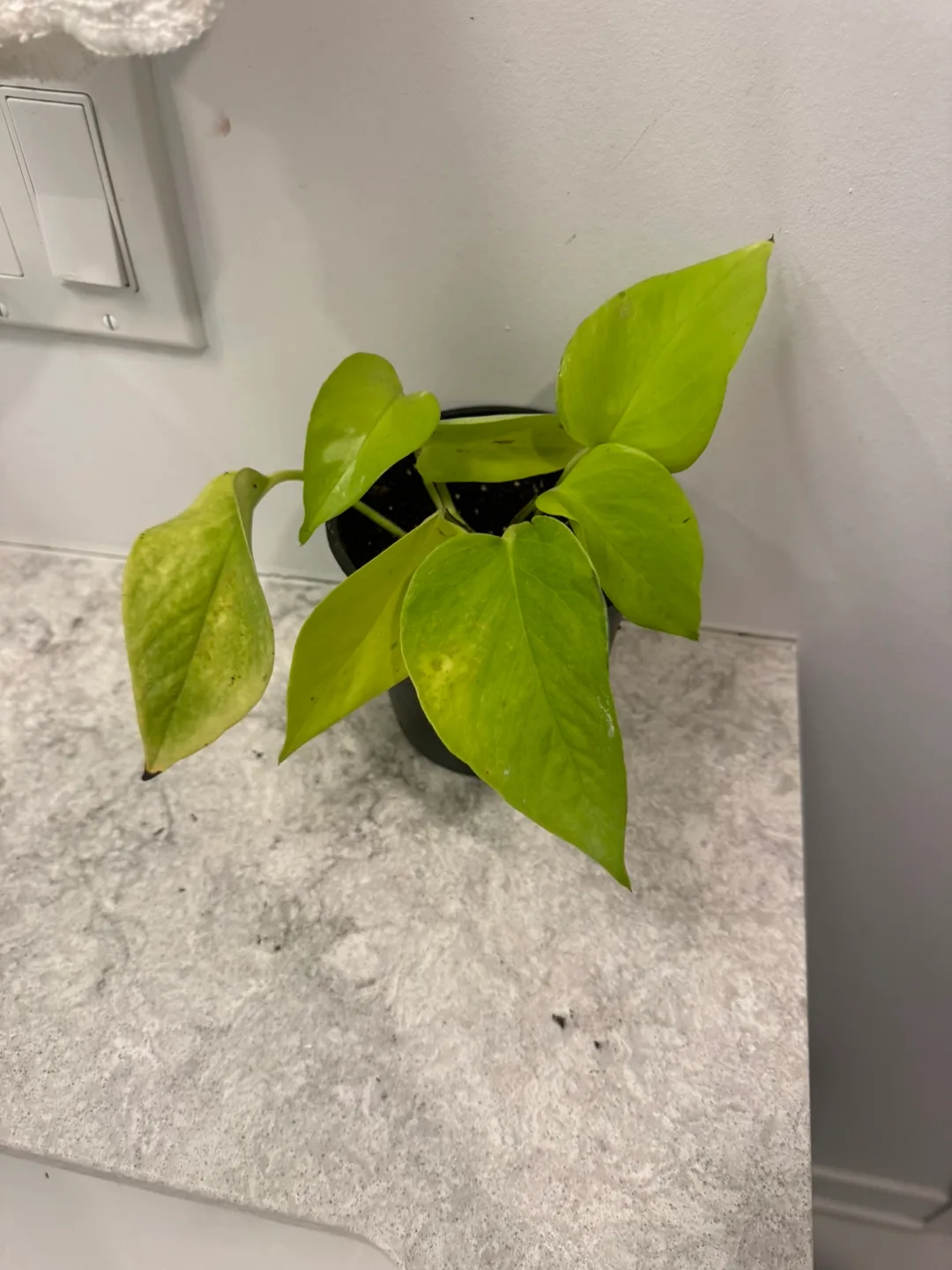 Golden Pothos Plant image indicator(3)