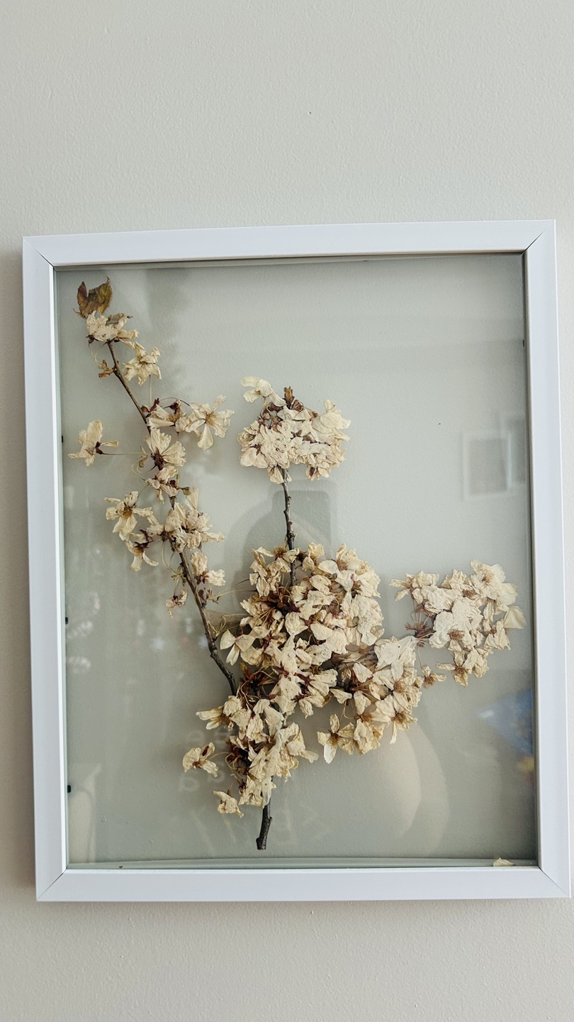 Pressed cherry blossom - Shadow Box