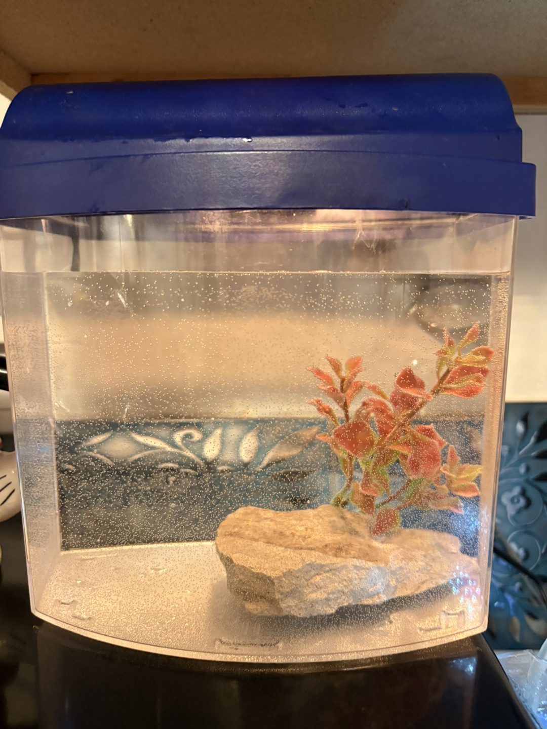 Small Desktop Aquarium Kit