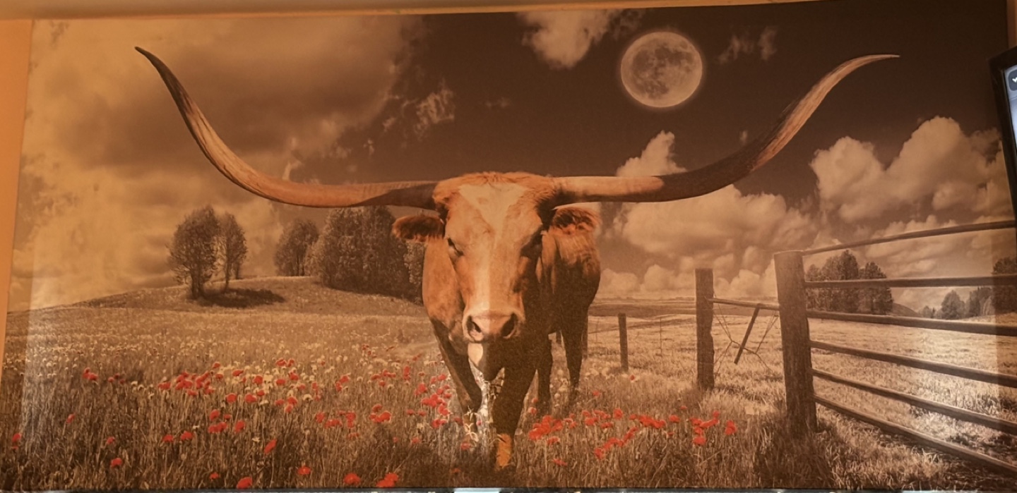 Longhorn Cattle Wall Art