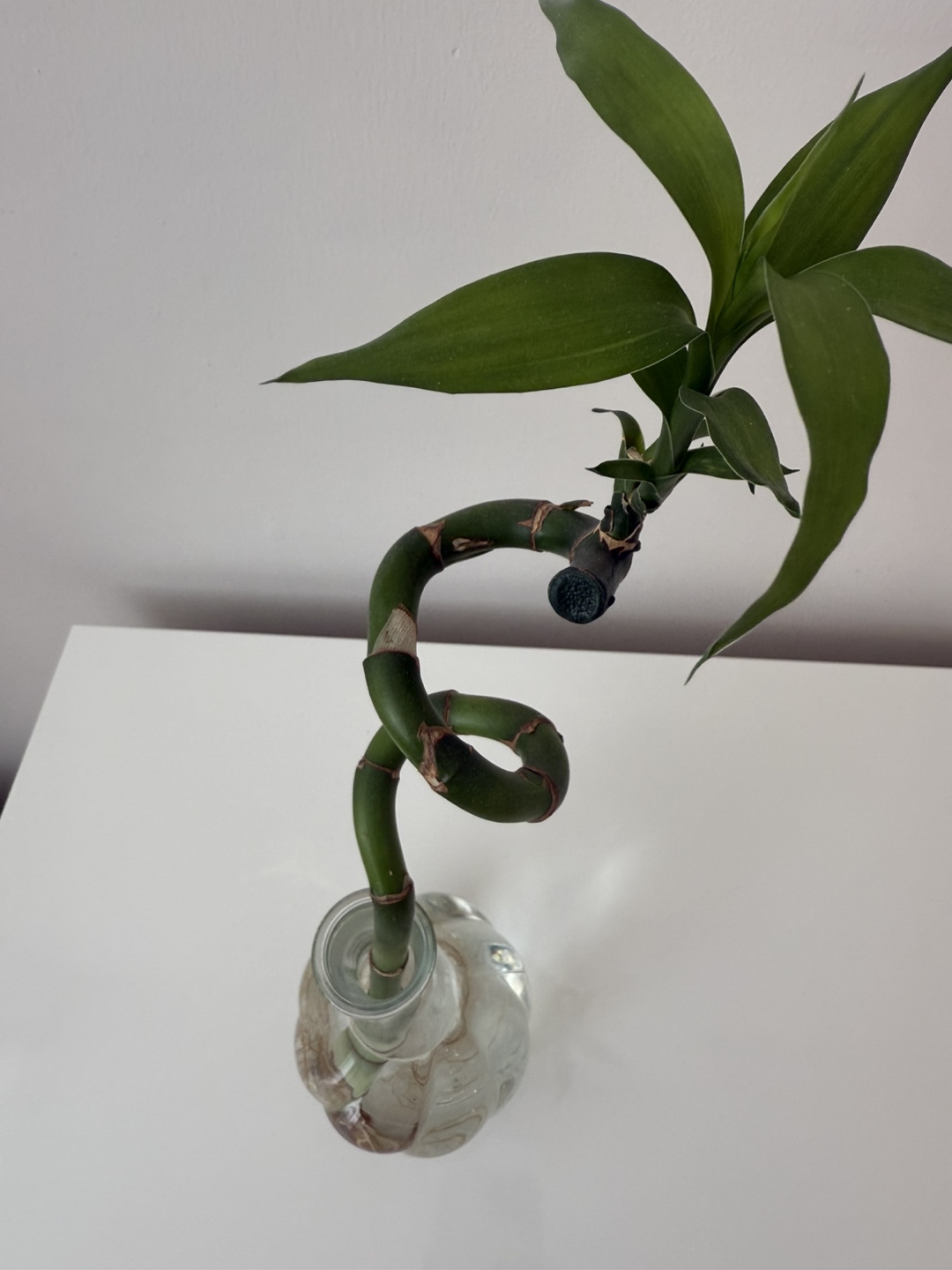 Ikea Lucky Bamboo Plant in Glass Vase - photo 4
