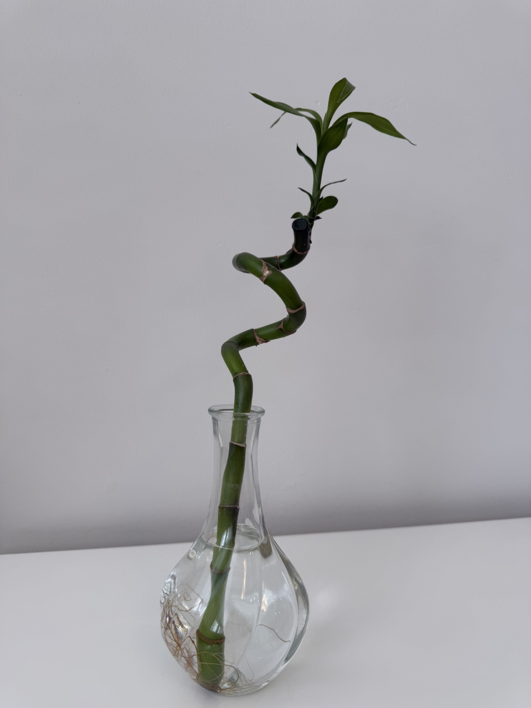 Ikea Lucky Bamboo Plant in Glass Vase