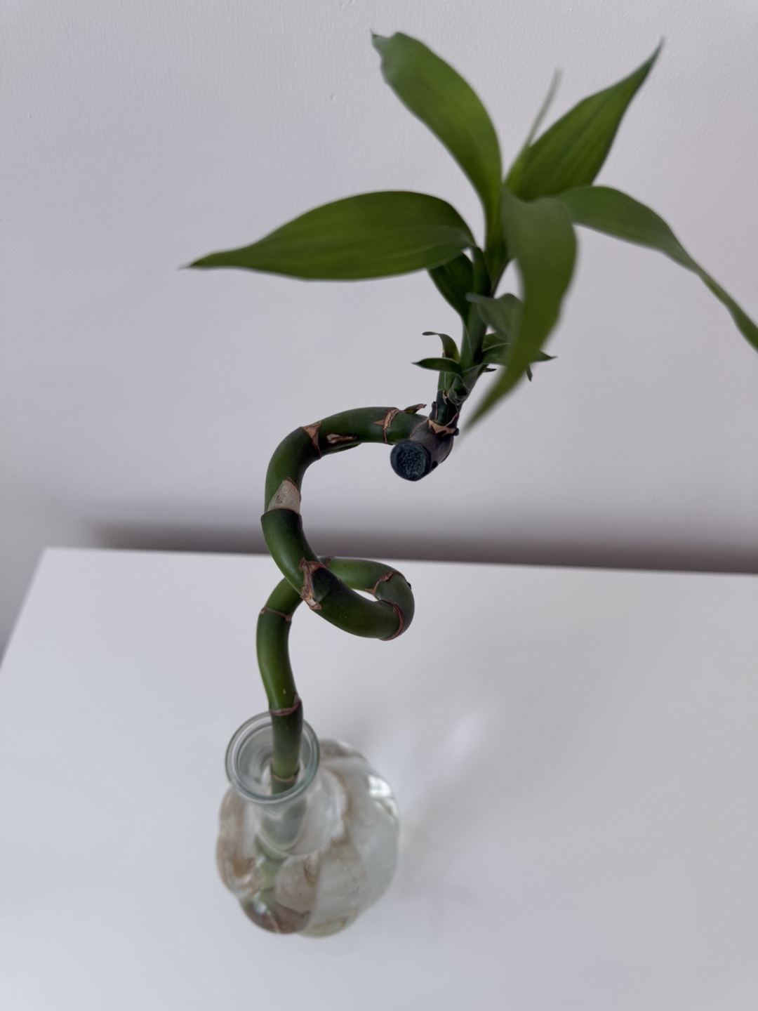 Ikea Lucky Bamboo Plant in Glass Vase - photo 2
