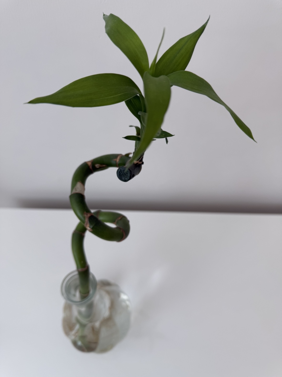 Ikea Lucky Bamboo Plant in Glass Vase - photo 3