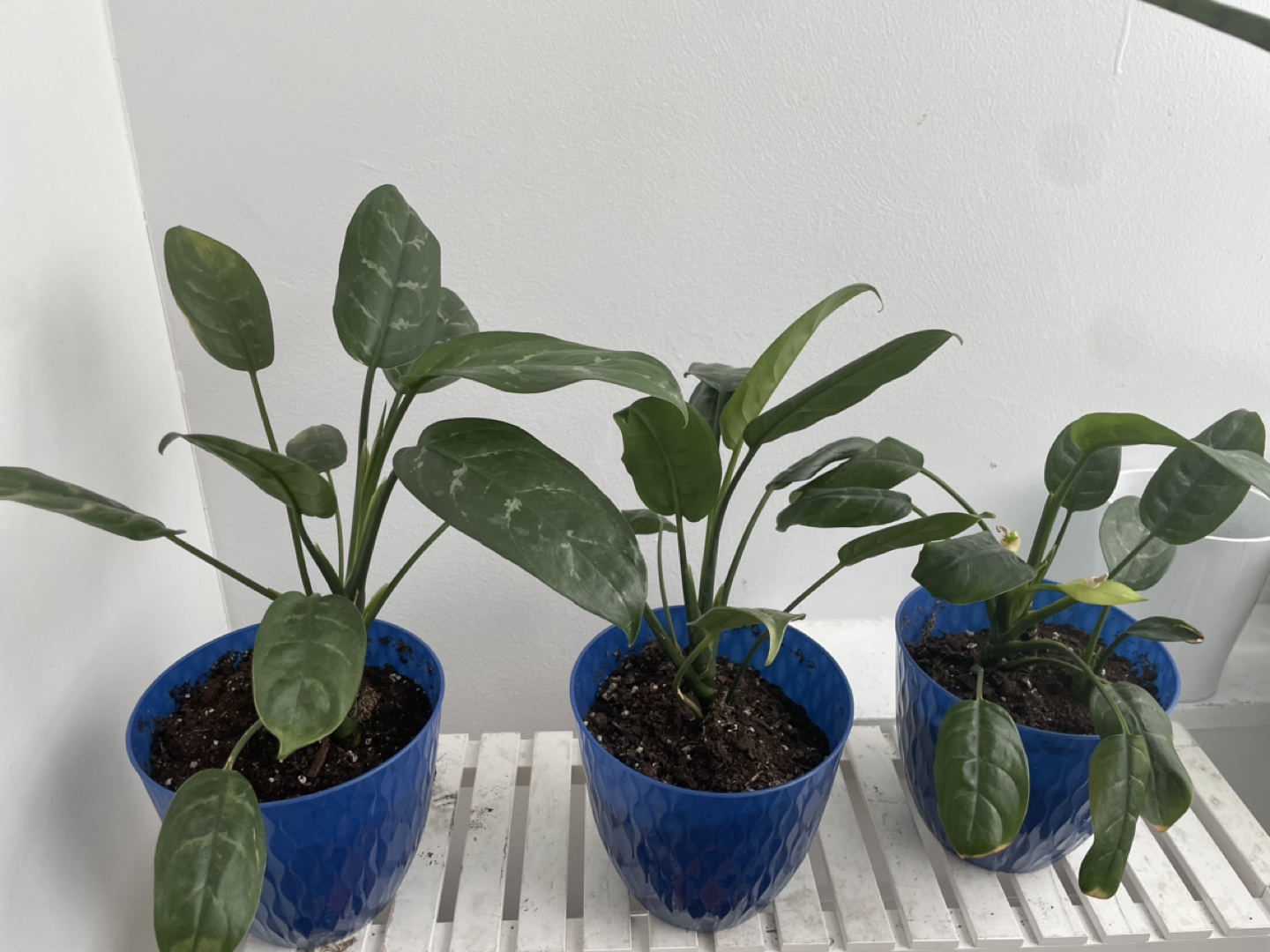 One Philodendron Birkin Plants