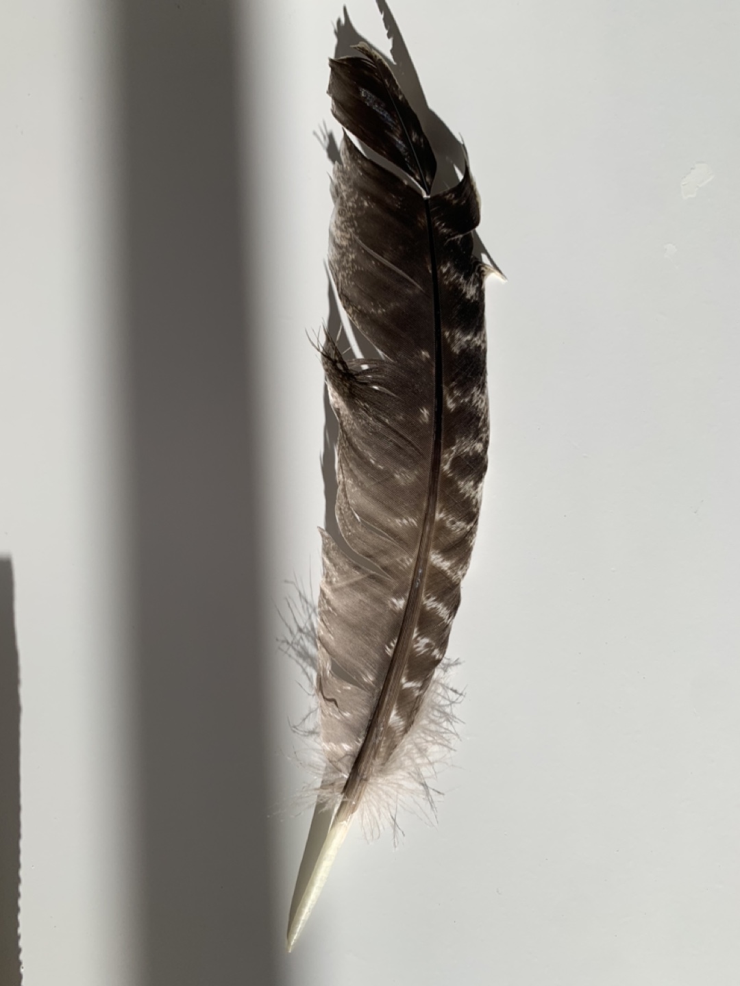 Smudging Kit: White Sage Bundle, Abolone Shell, and Feather - photo 2