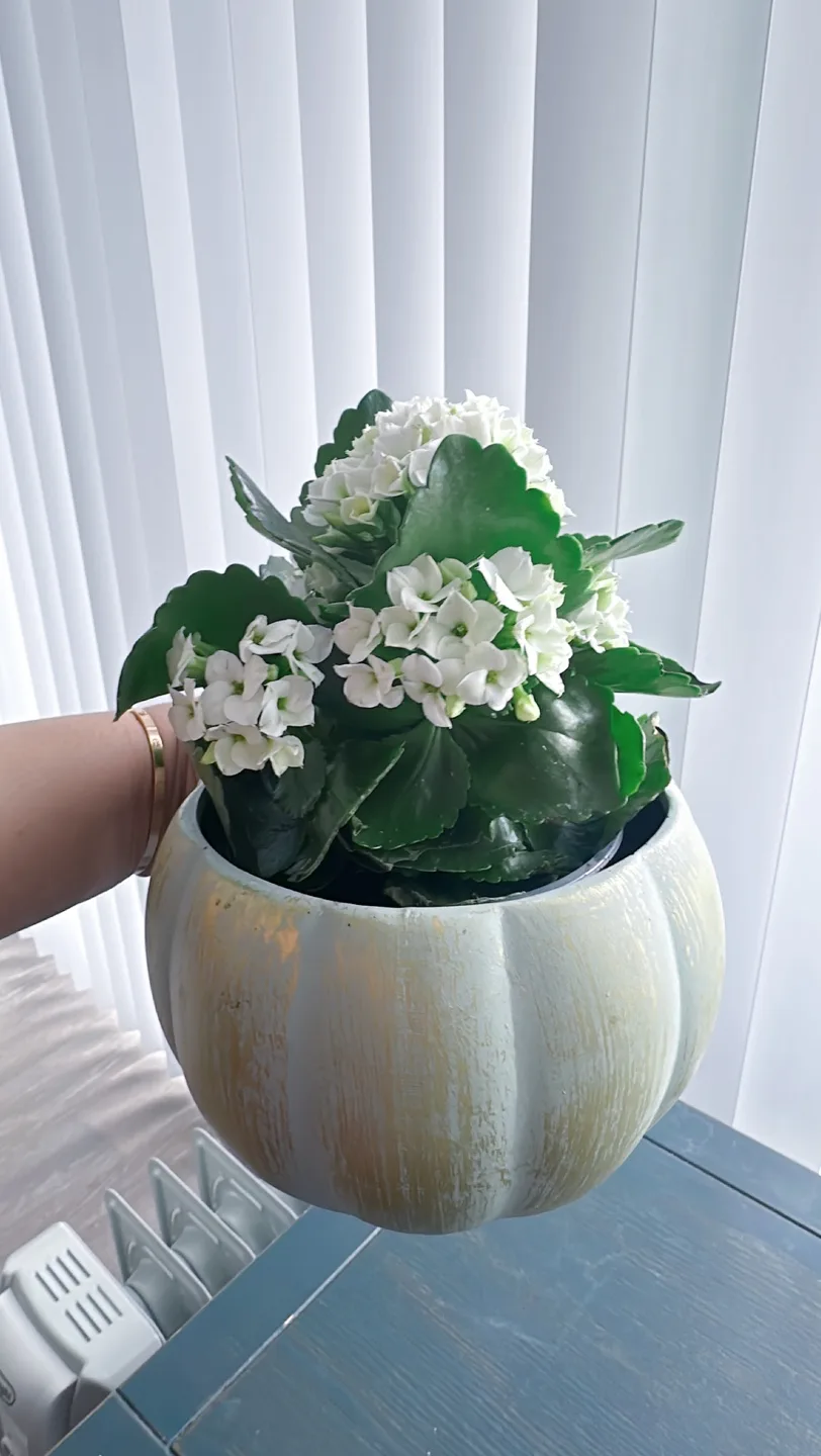 Kalanchoe in ceramic Pot image indicator(4)