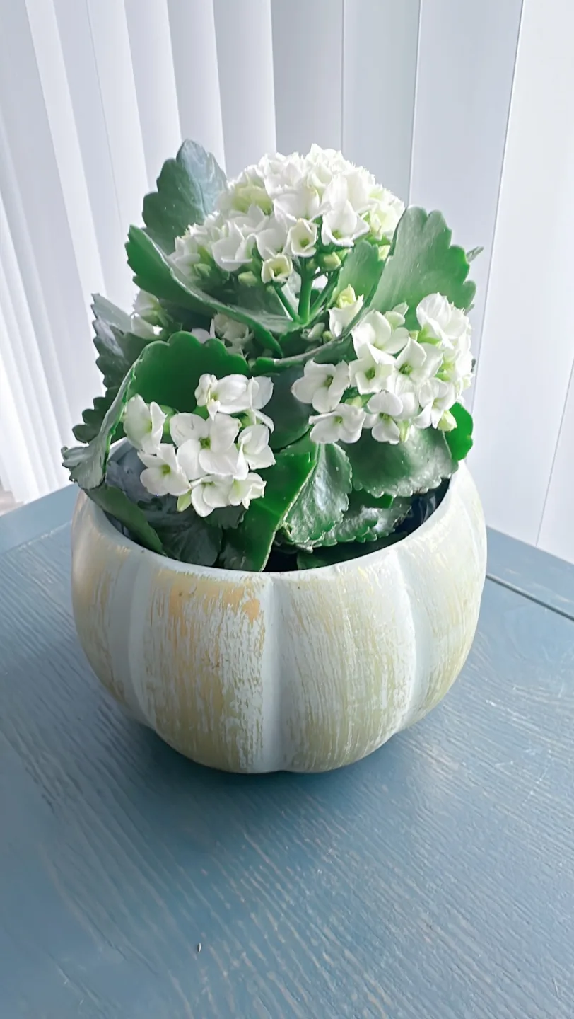 Kalanchoe in ceramic Pot thumbnail
