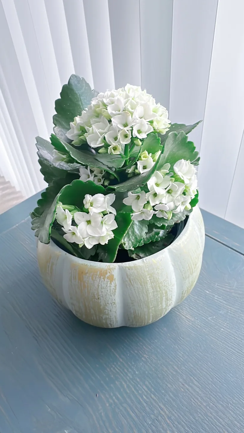 Kalanchoe in ceramic Pot image indicator(3)