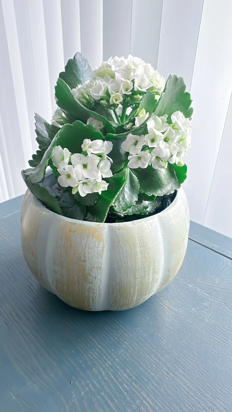 Kalanchoe in ceramic Pot image indicator(2)