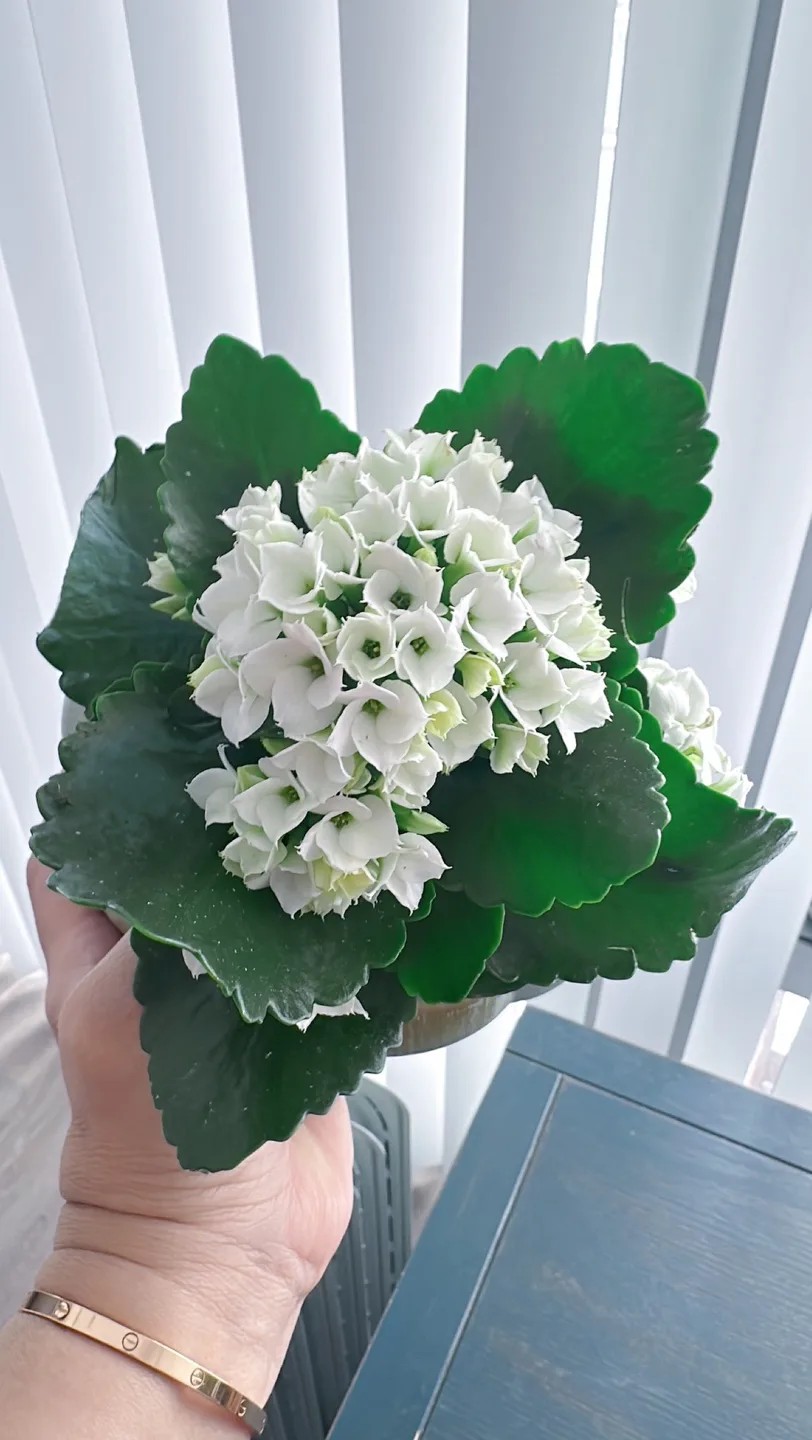 Kalanchoe in ceramic Pot image indicator(6)