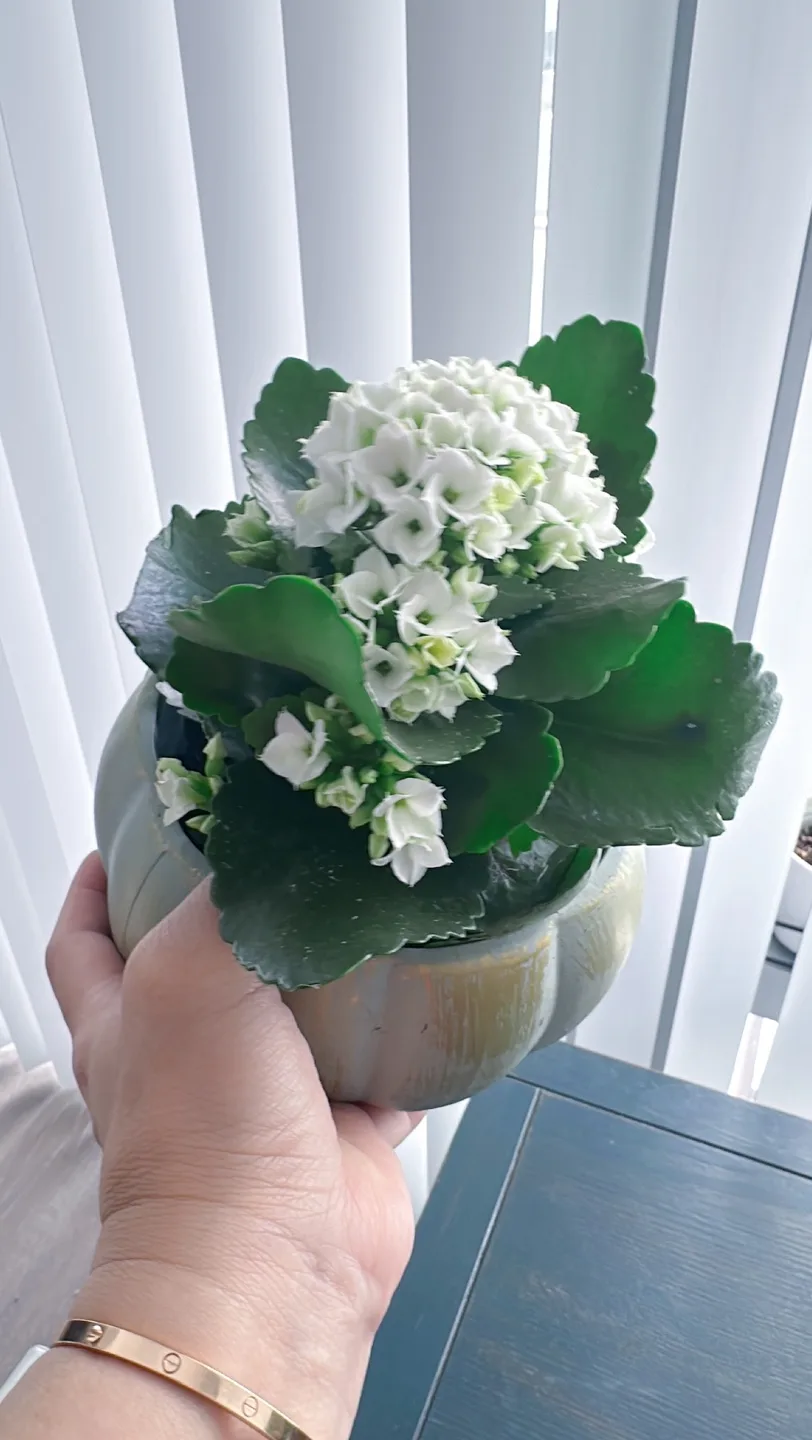 Kalanchoe in ceramic Pot image indicator(5)