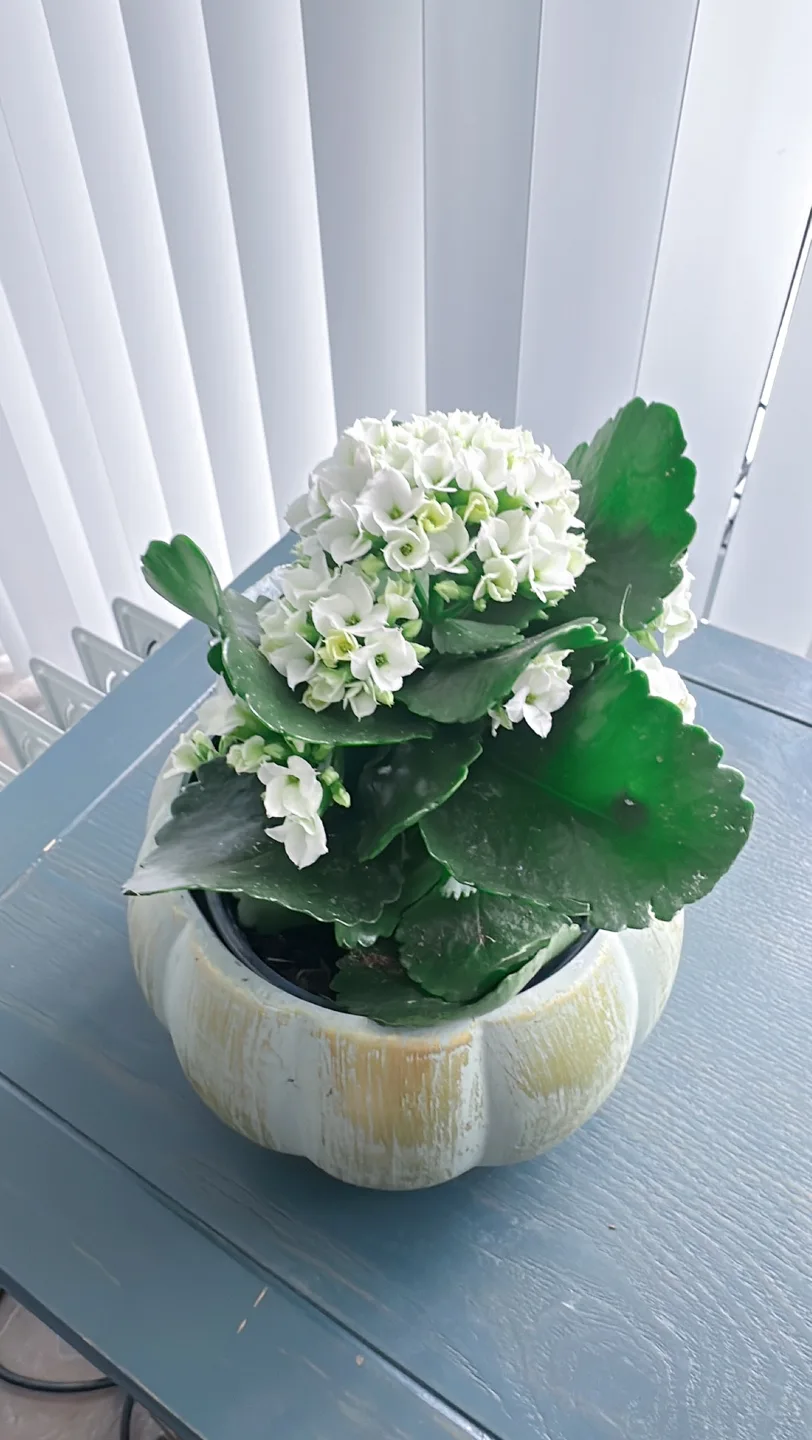Kalanchoe in ceramic Pot image indicator(7)