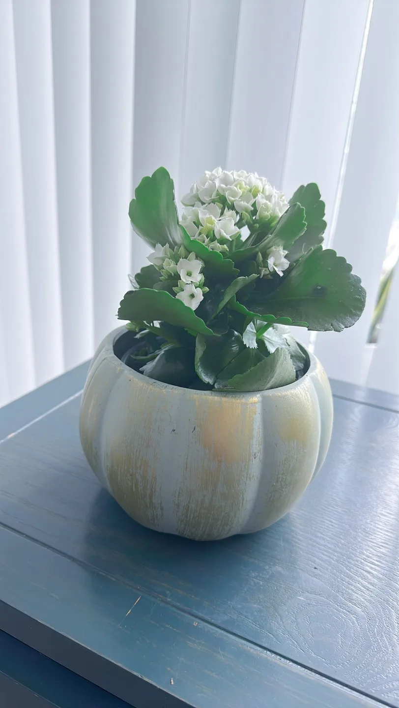 Kalanchoe in ceramic Pot image indicator(9)
