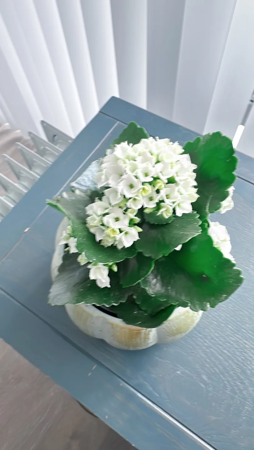 Kalanchoe in ceramic Pot image indicator(8)