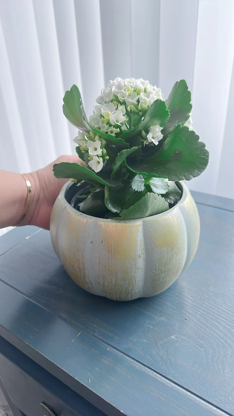 Kalanchoe in ceramic Pot image indicator(10)