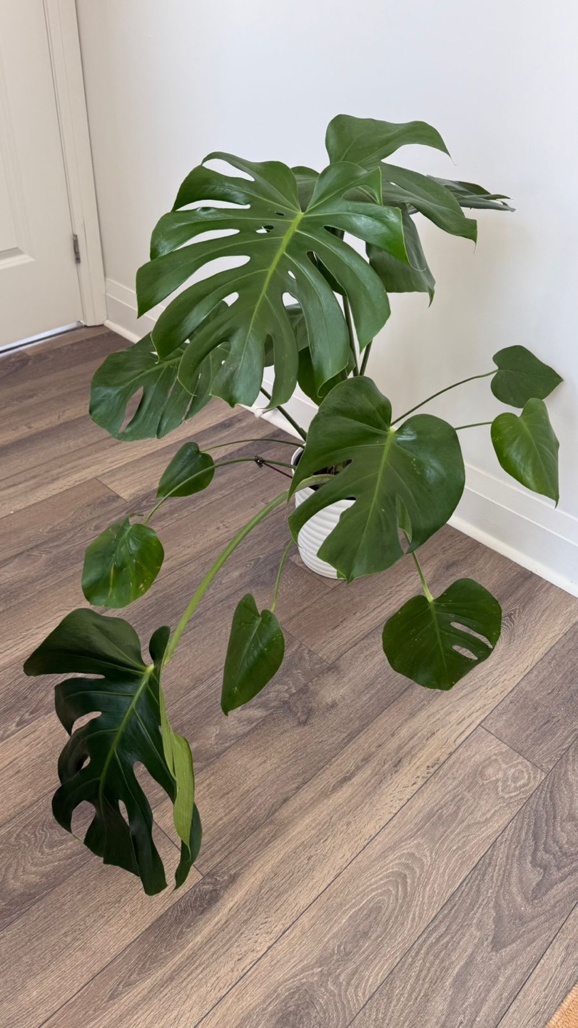 Houseplant Bundle: Rubber Plant, Monstera, Peace Lily & More - photo 2