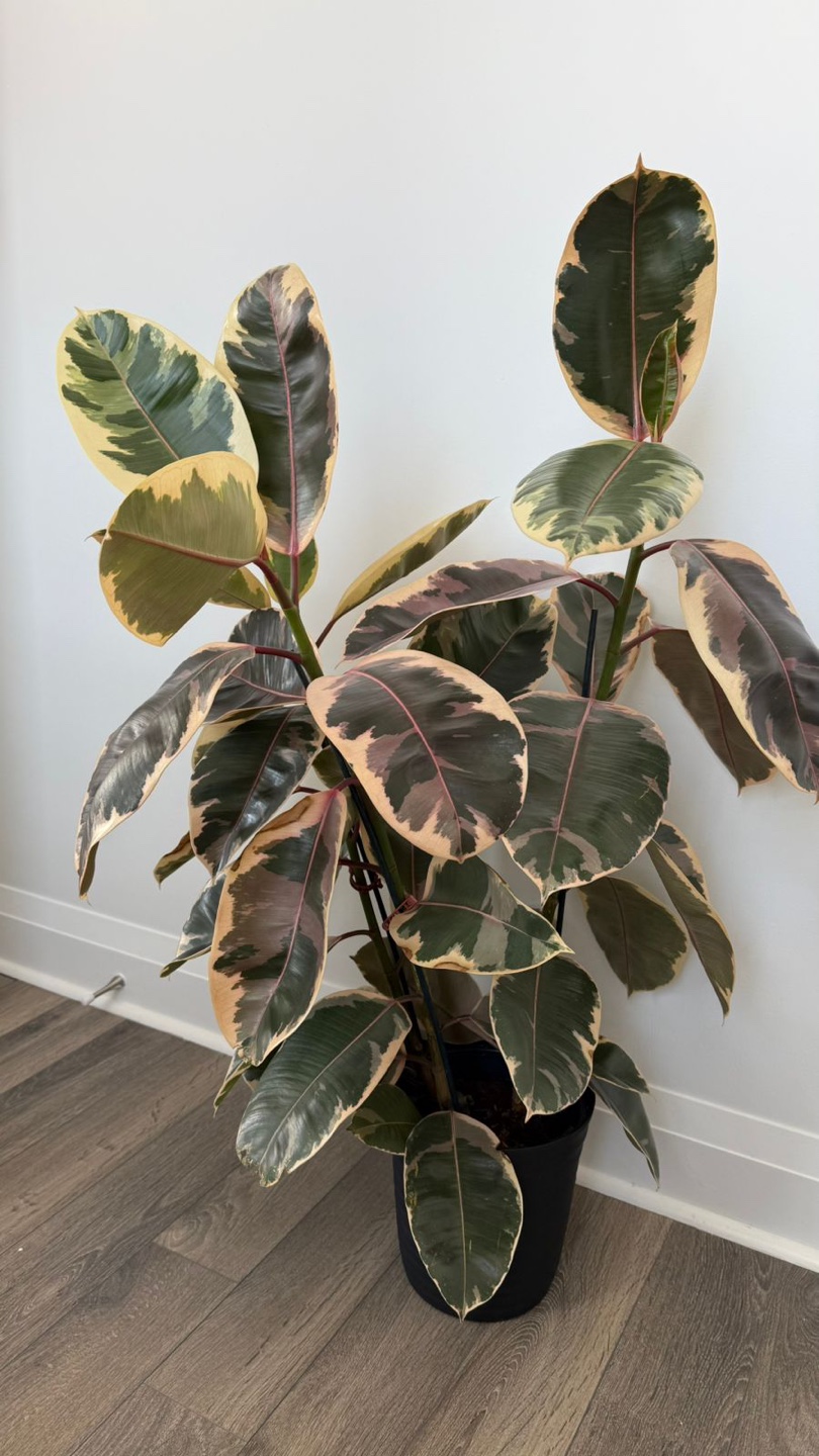 Houseplant Bundle: Rubber Plant, Monstera, Peace Lily & More