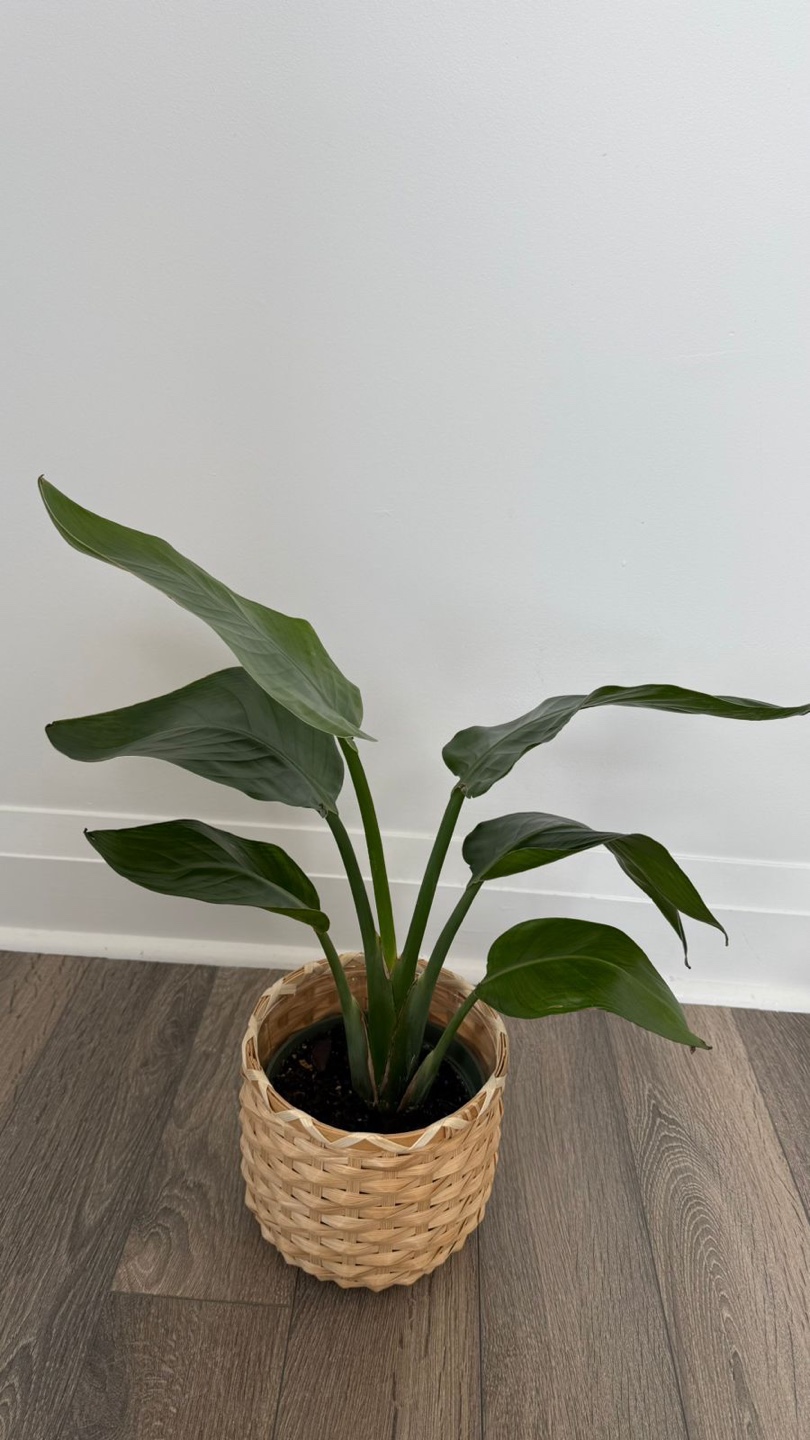 Houseplant Bundle: Rubber Plant, Monstera, Peace Lily & More - photo 3