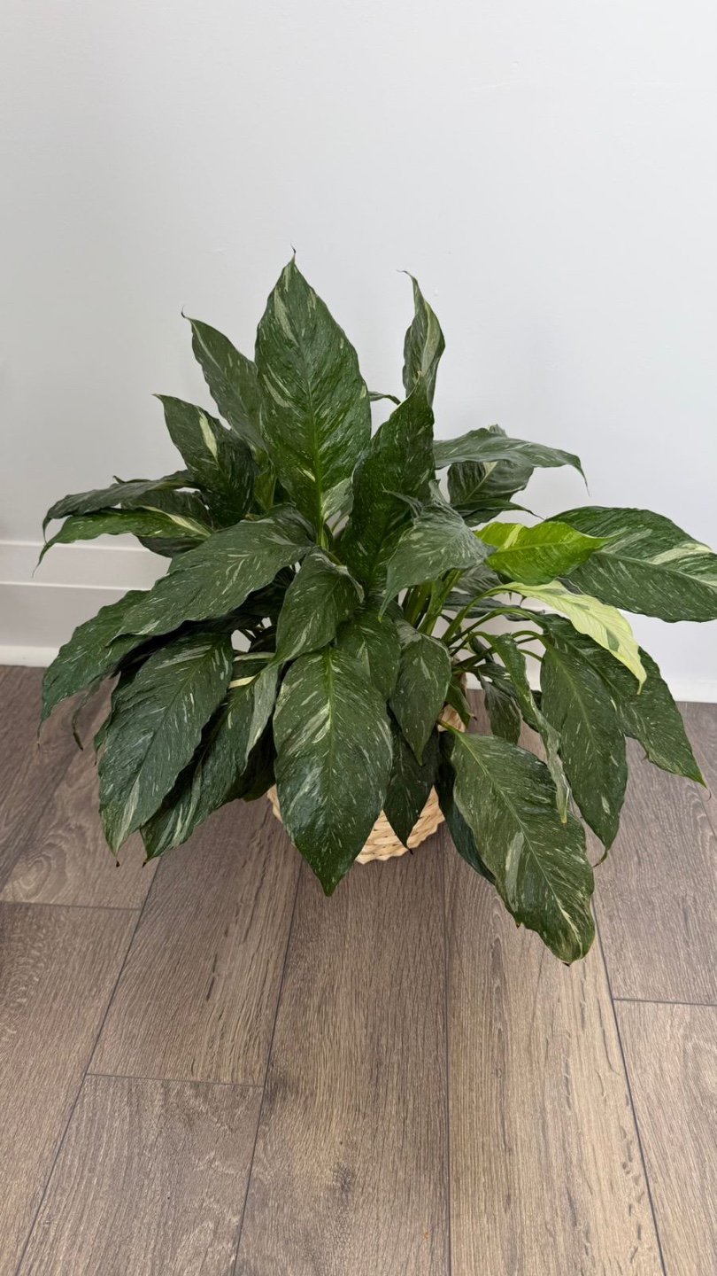 Houseplant Bundle: Rubber Plant, Monstera, Peace Lily & More - photo 5