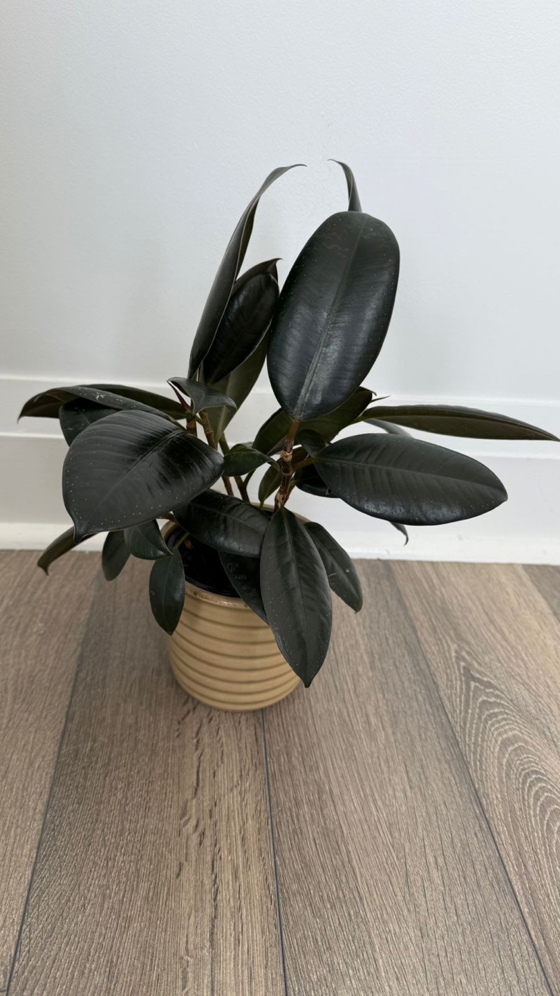 Houseplant Bundle: Rubber Plant, Monstera, Peace Lily & More - photo 4