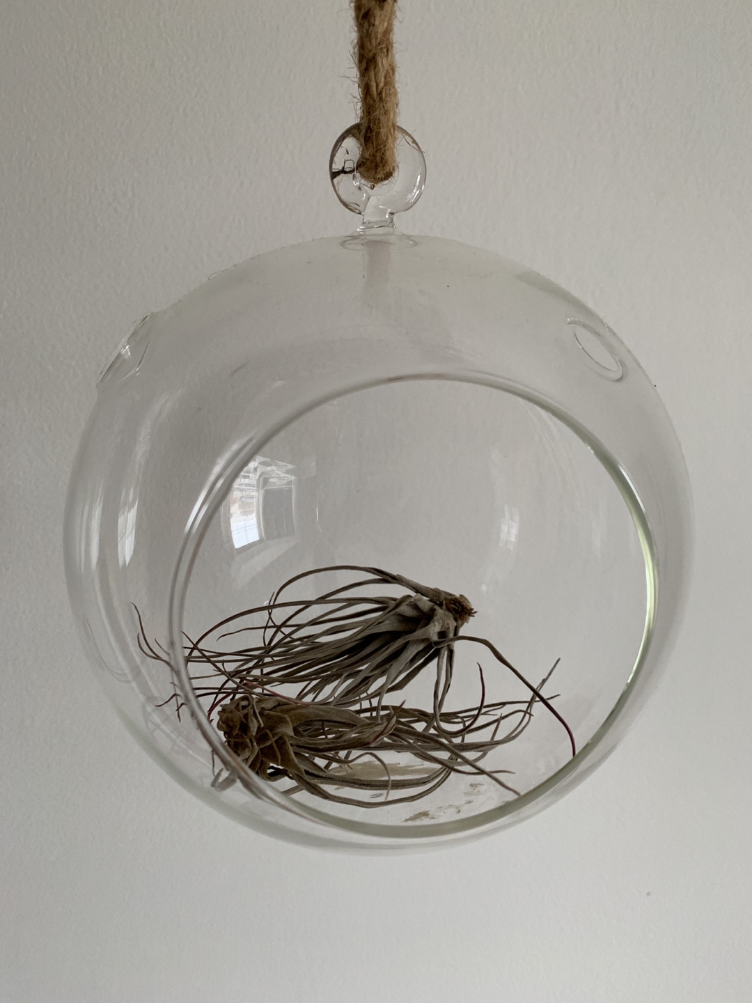 Glass Hanging Planter for air plants - photo 2