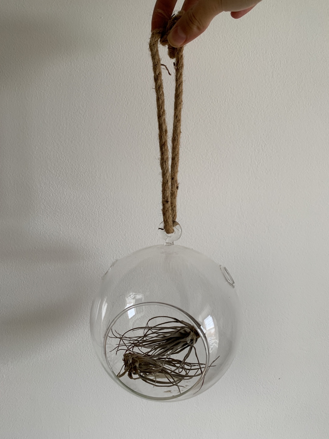 Glass Hanging Planter for air plants