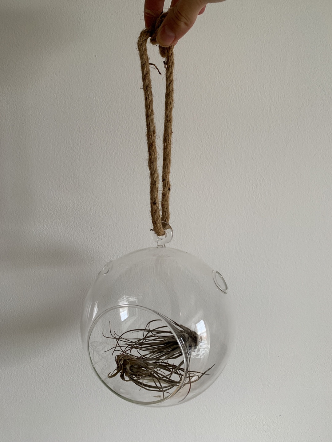 Glass Hanging Planter for air plants - photo 3