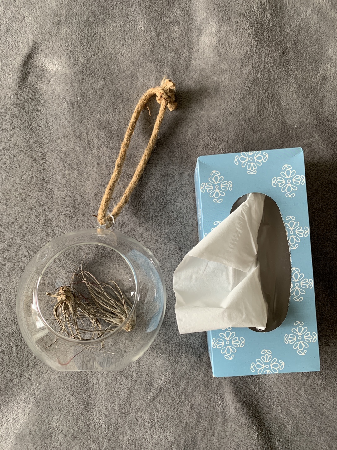 Glass Hanging Planter for air plants - photo 4