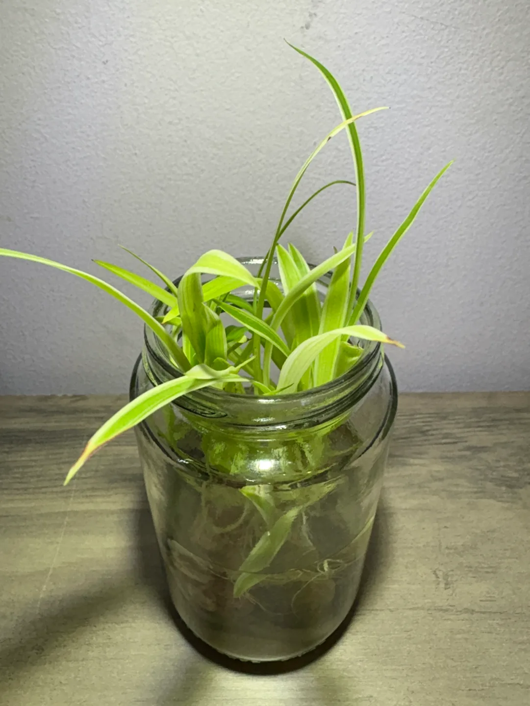 Baby Spider Plant - Potted houseplant 3 inch image indicator(5)