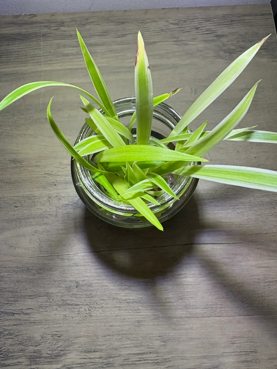 Baby Spider Plant - Potted houseplant 3 inch image indicator(4)