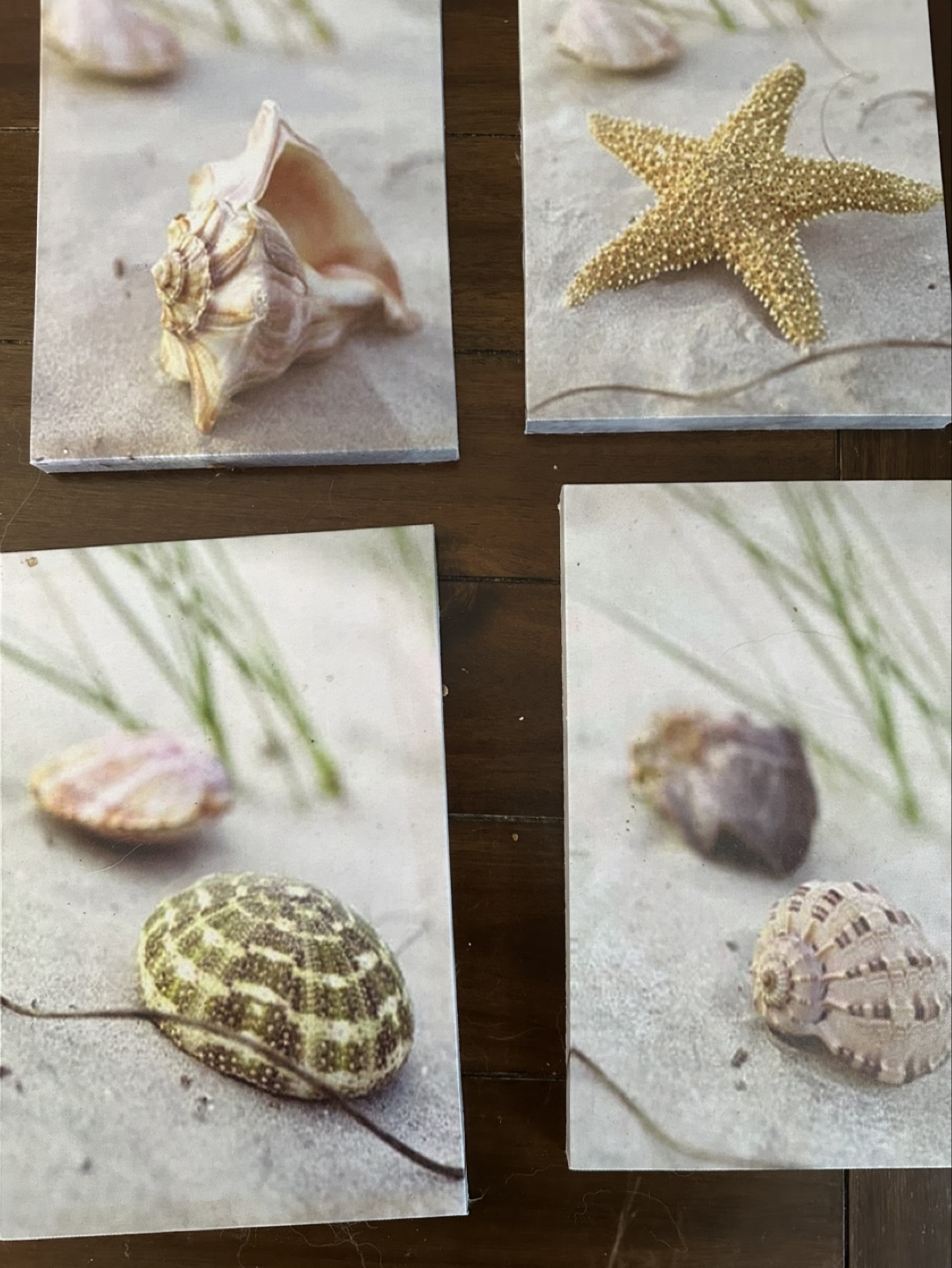 Set of Four Seashell wall art picture (wooden canvas)