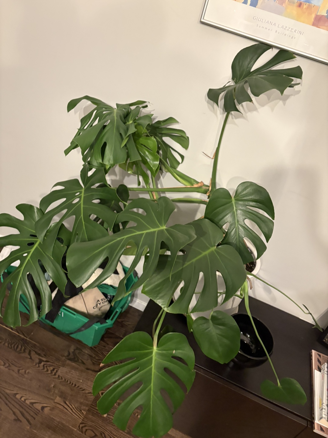 Large Monstera Deliciosa Plant - photo 2