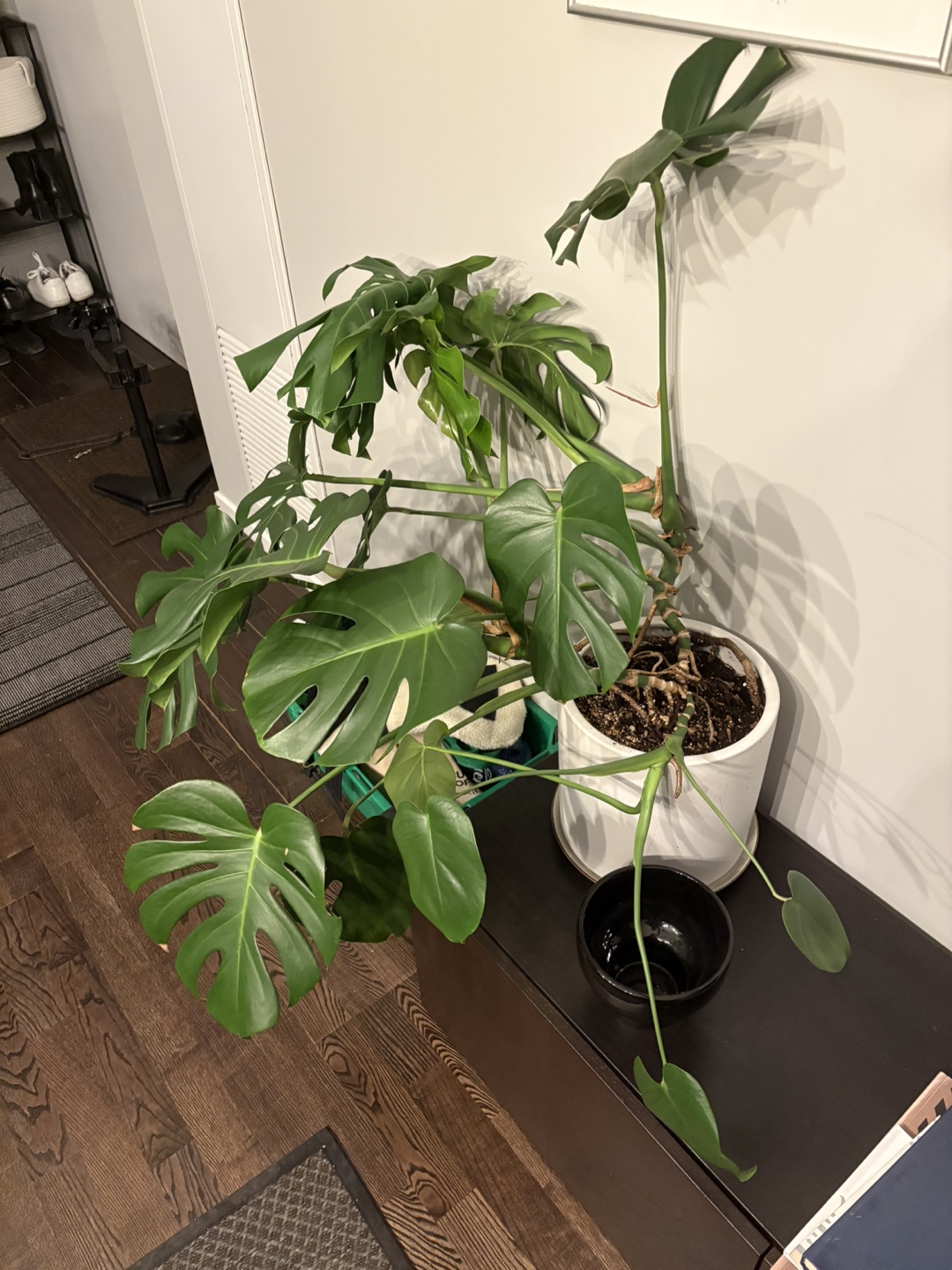 Large Monstera Deliciosa Plant